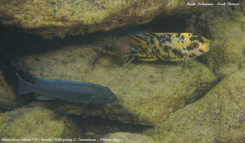 Maylandia zebra 'Nkhata Bay'